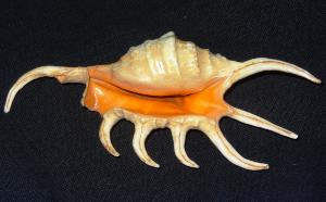 Sea-shell  Lambis Crocata