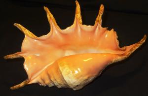 Sea-shell  Lambis Truncata