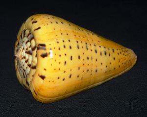 Sea-shell  Conus Betunilus